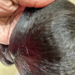 COARSE YAKI HAIR BUNDLE NATURAL COLOR photo review